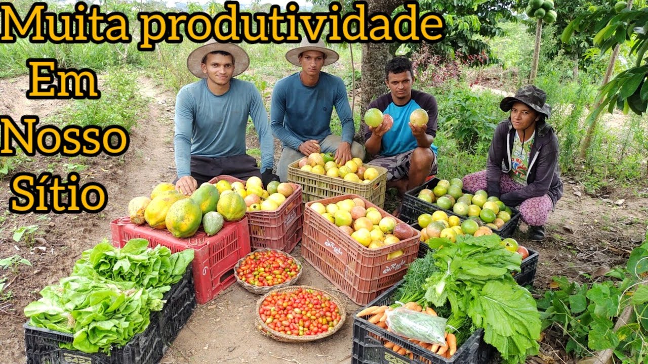 uma colheita bem farta aqui no nosso sítio