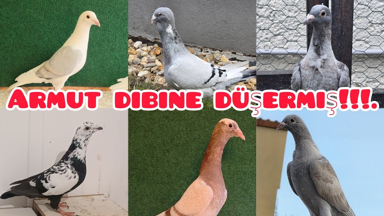 Armut dibine düşermiş Avrupanın En Renkli Kümesi #aksoyfiloelvanguvercinleri 