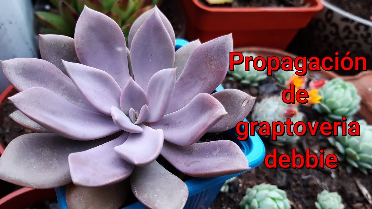 Propagación de graptoveria debbie #suculentas #
