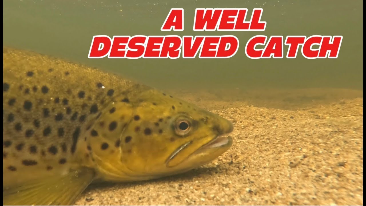 A WELL DESERVED CATCH........NEW ZEALAND BROWN TROUT