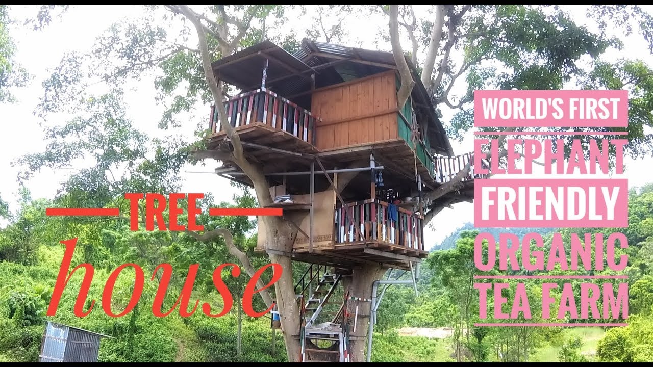 To Tree House of World's First Elephant Friendly Organic Tea Farm || Khairani Dimakuchi Udalguri