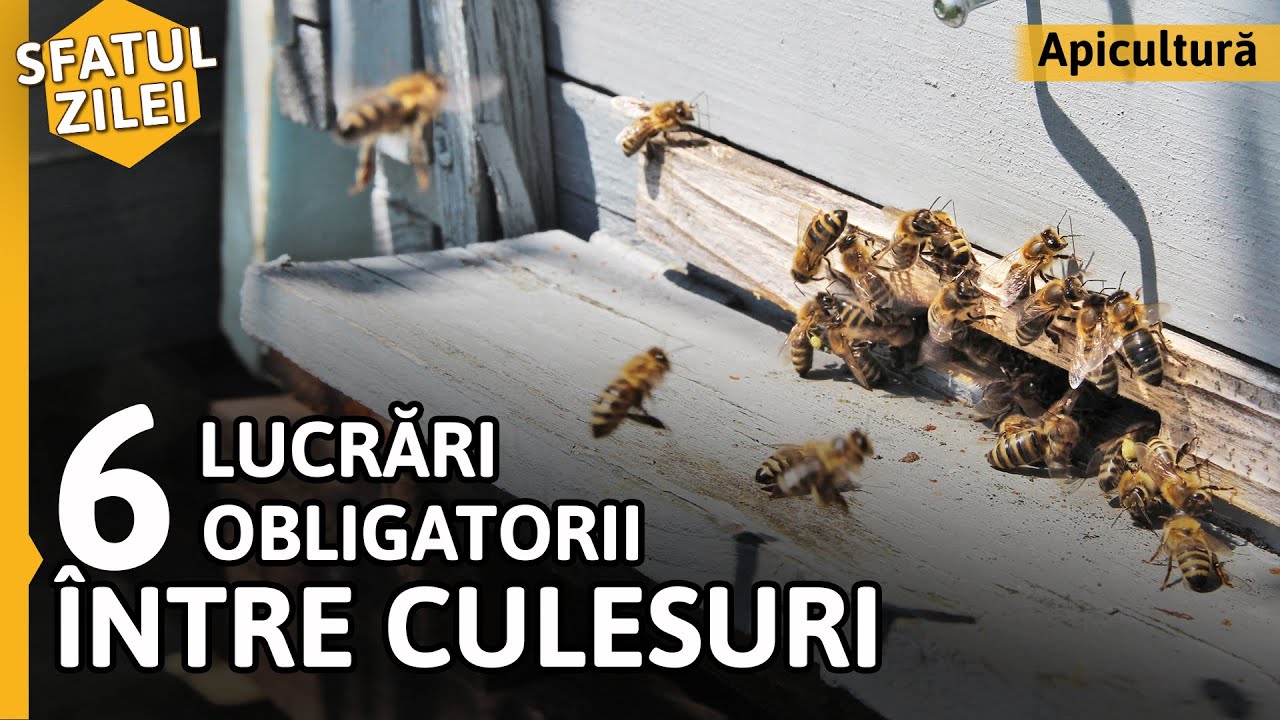 6 LUCRĂRI OBLIGATORII ÎNTRE CULESURI [Sfatul zilei]