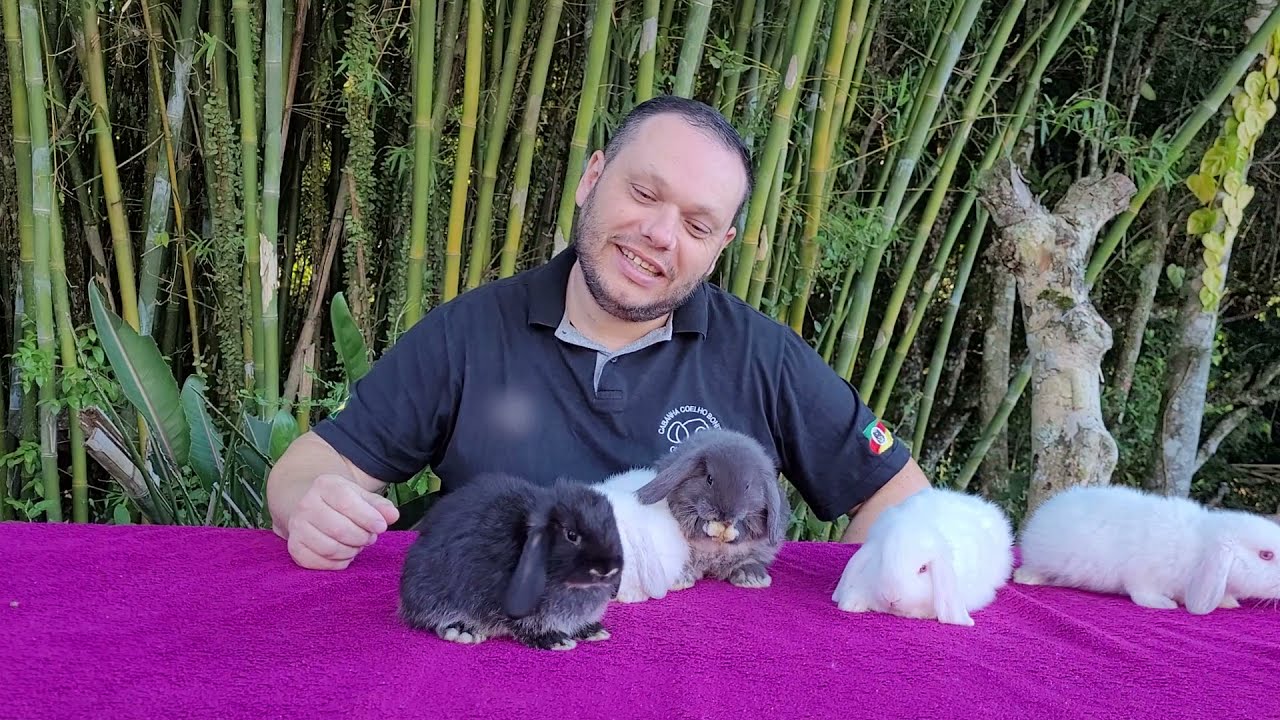 Coelhos Mini Lop, Uma ninhada ESPETACULAR! Pelagens Raras Mini Coelhos no Rio Grande do Sul