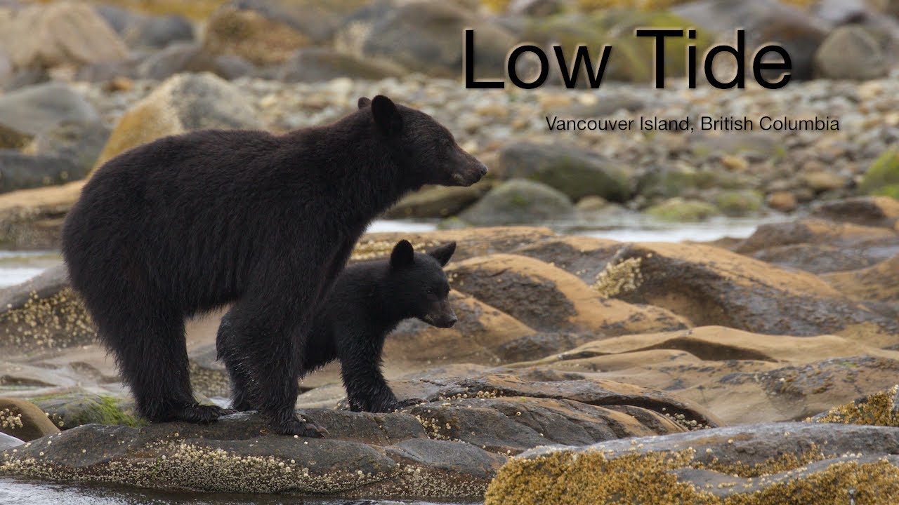 Low Tide on Vancouver Island, British Columbia