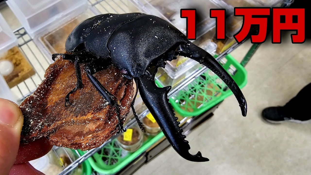 今まで見たことないサイズの【アイツ】がカッコよすぎた