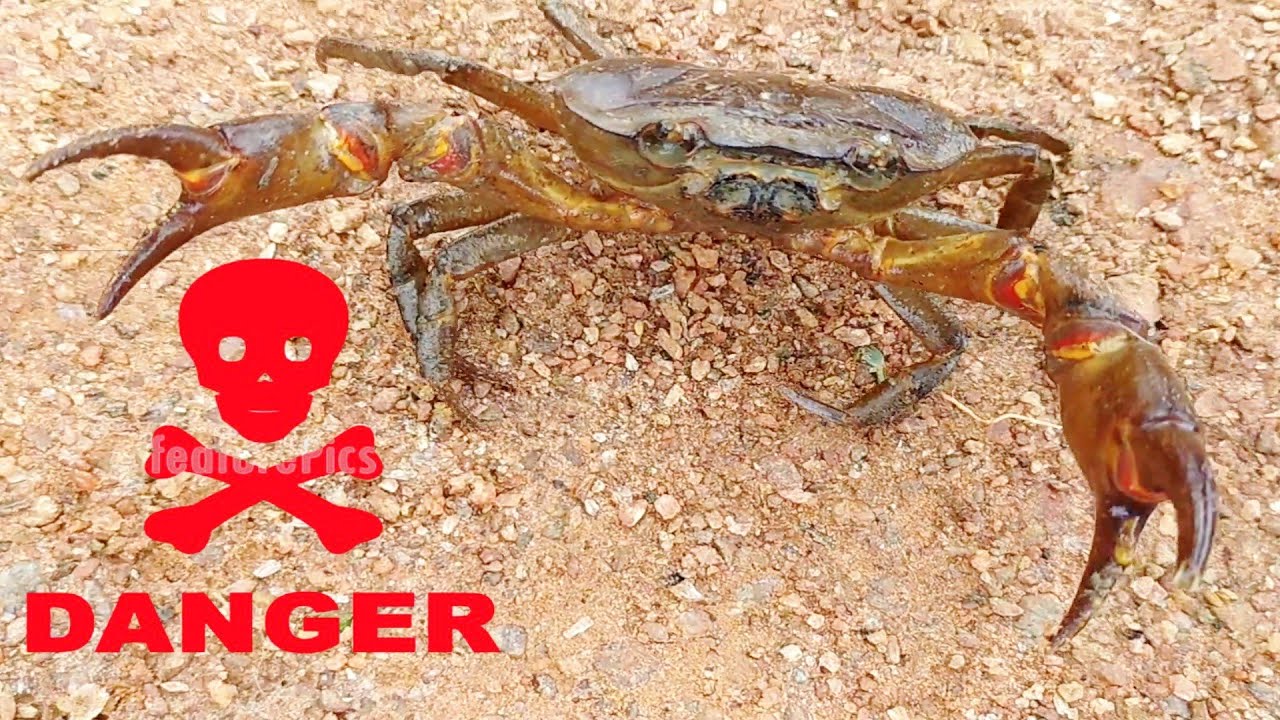 kekra machli | desi kekda fish | BIG CRAB CAUGHT | crab |