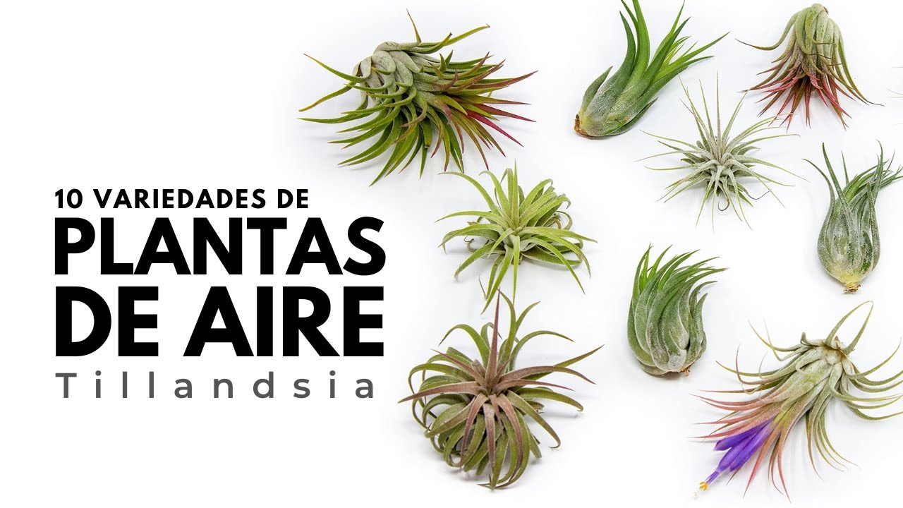 10 Variedades de PLANTAS DE AIRE o Tillandsias | Air Plants