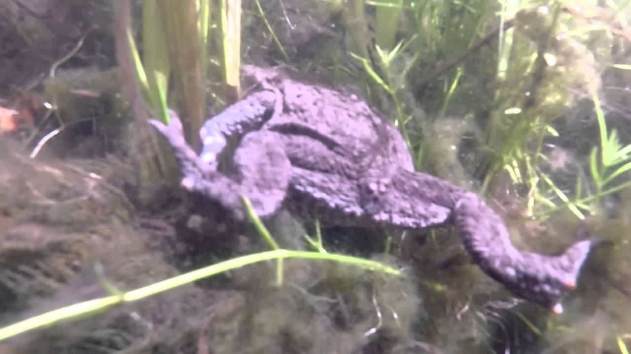 Life in a garden pond - A GoPro underwater view