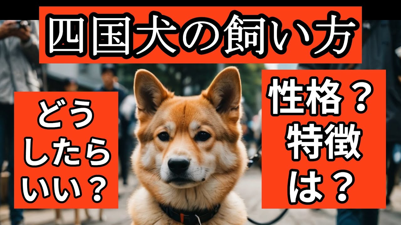 四国犬の飼い方【犬の飼い方チャンネル】第１５弾です。四国犬を育てるには？何が大切？飼う前に知りたい！四国犬の性格や、特徴は？