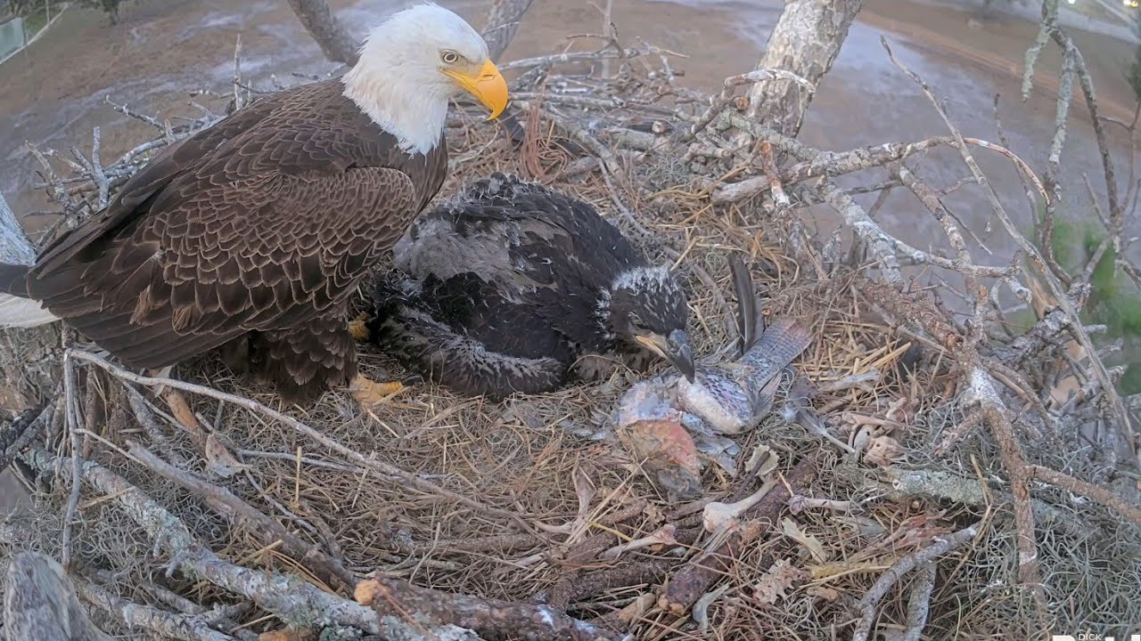 SWFL EAGLE CAM 2026.1.26 F23 watches over E26's self-feeding before bedtime.