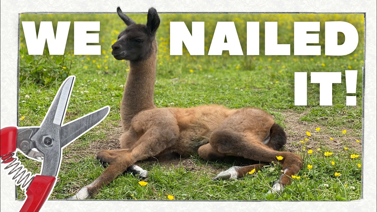 Toenail Trimming Masterclass with Ruby and Wings! | Alpaca Care