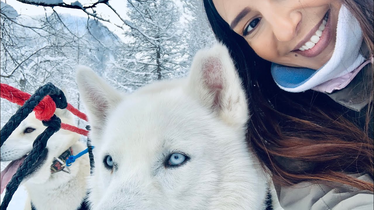 J’ai testé une balade en chiens de traîneau !!!
