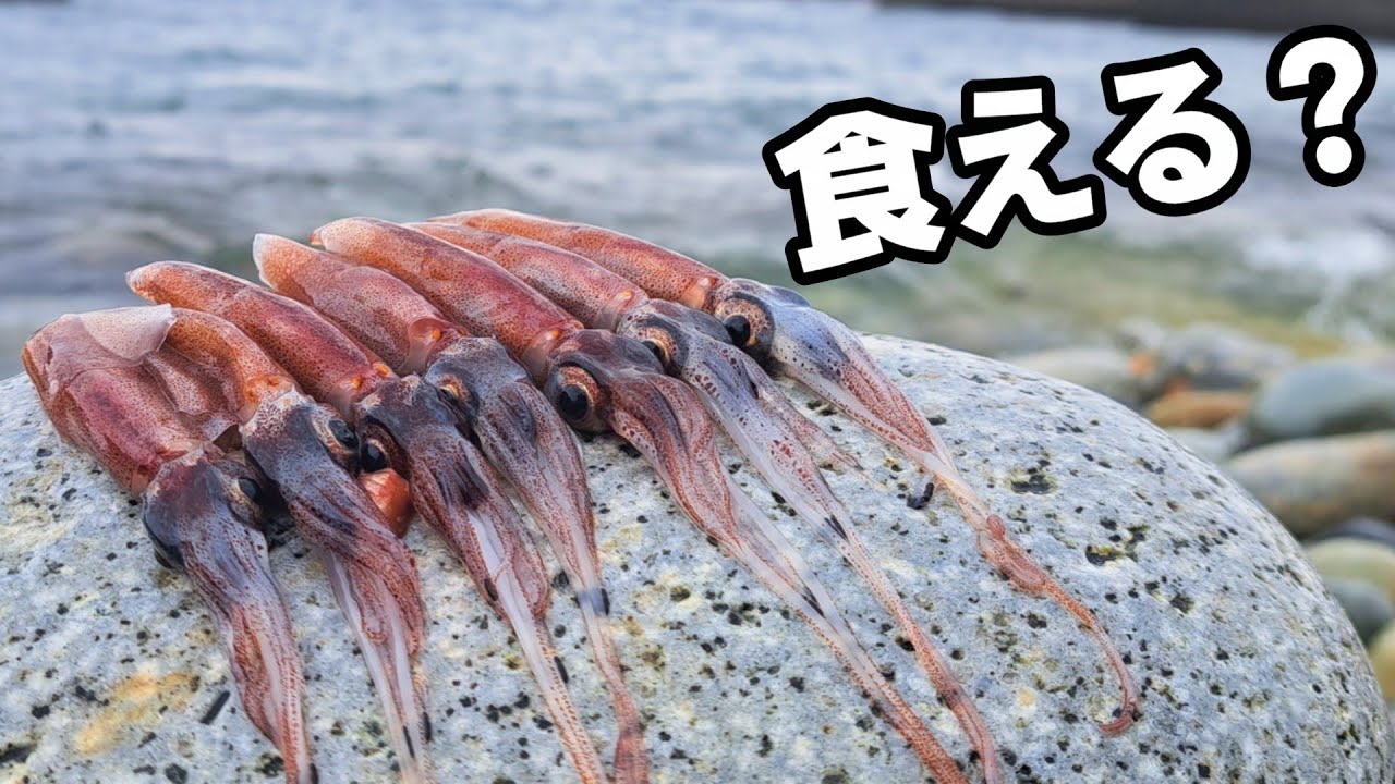ホタルイカ掬いに挑戦！浜辺で拾った砂まみれのイカは食えるのか？