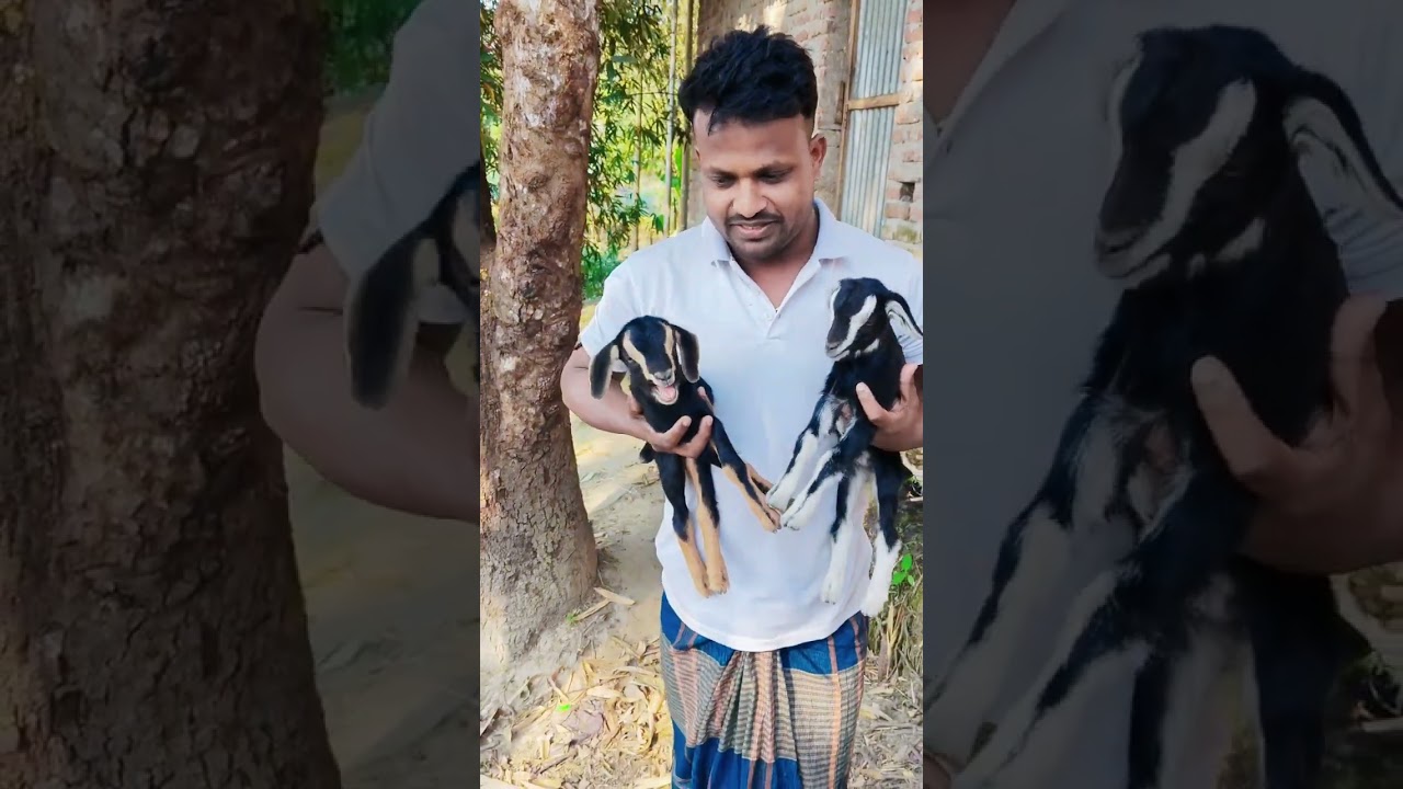 ছাগলের বাচ্চা গুলো কিউট  