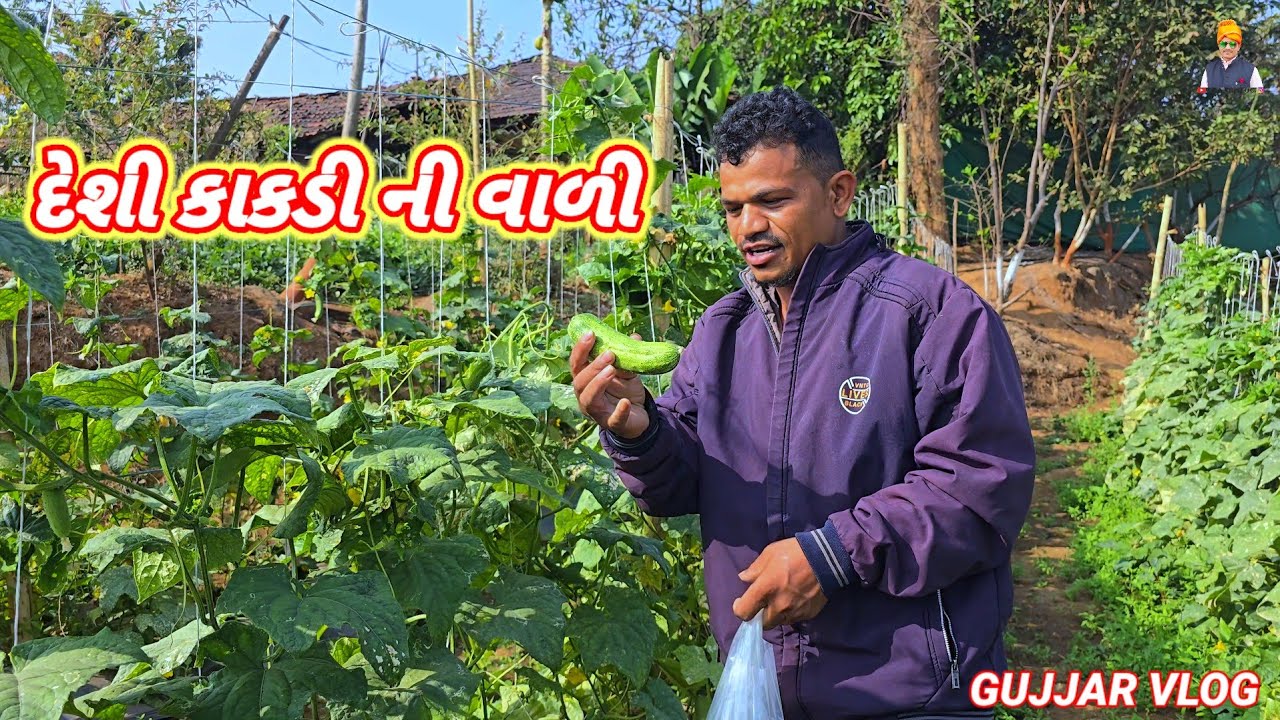 દેશી કાકડી ની વાળી dang girmal rakesh ni vadi 