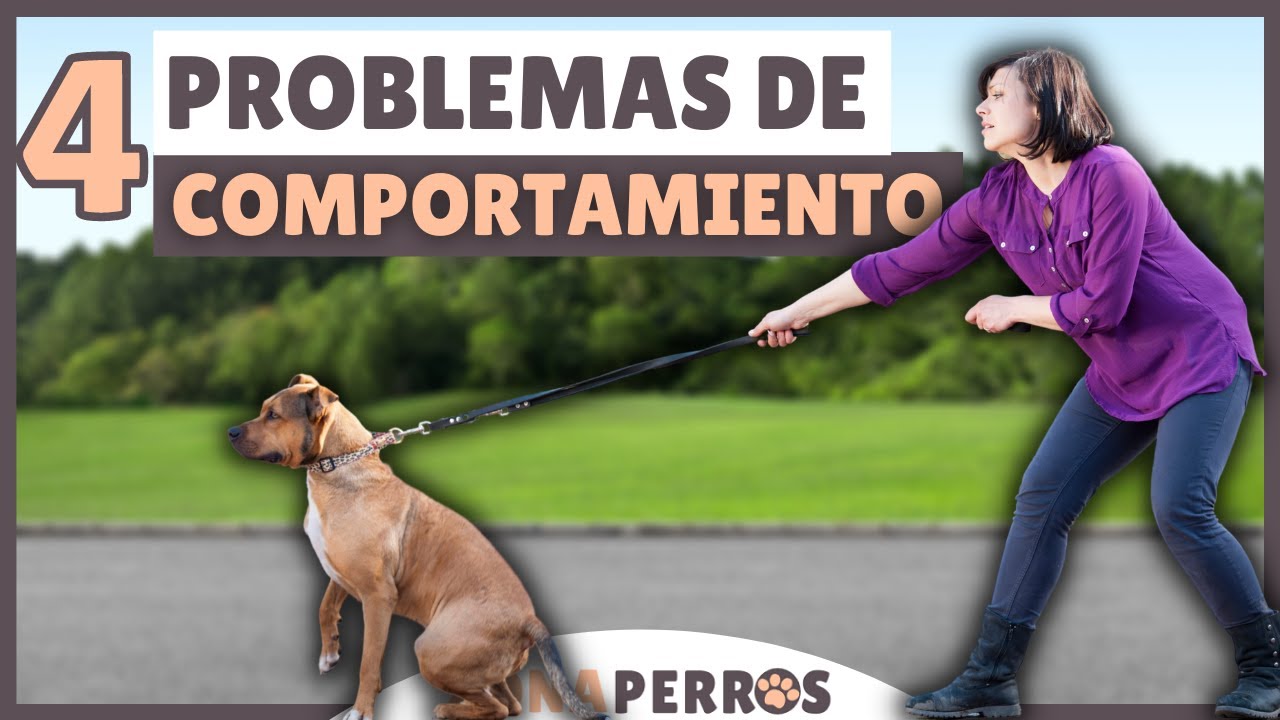 Los 4 principales PROBLEMAS DE COMPORTAMIENTO [y su SOLUCIÓN]