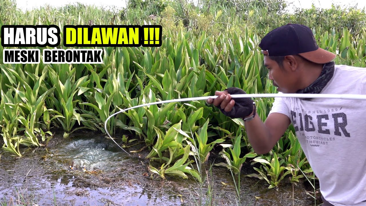 Super bejo!!! Sikatan maut joran pemancing langsung takluk dibuatnya #SG-257