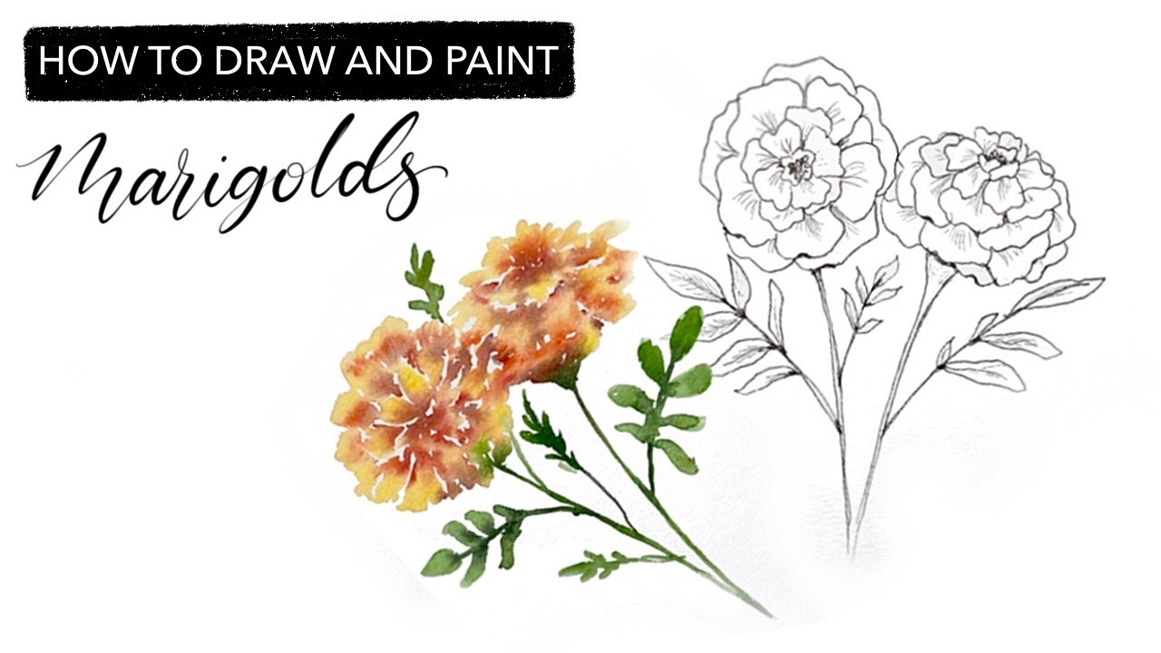 Watercolour Marigolds - How To Draw And Paint OCTOBER'S Birth Month Flower