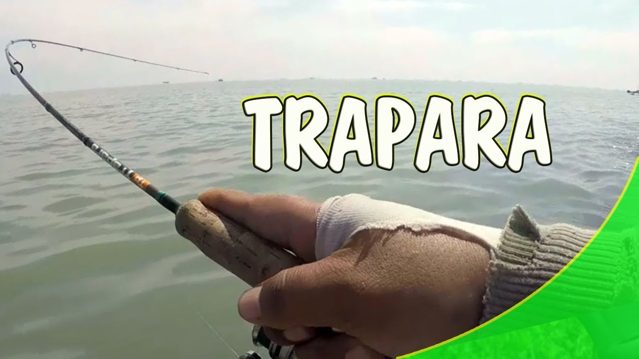 Asyiknya pakai joran Majorcraft Trapara TPS662UL, Ultralight fishing