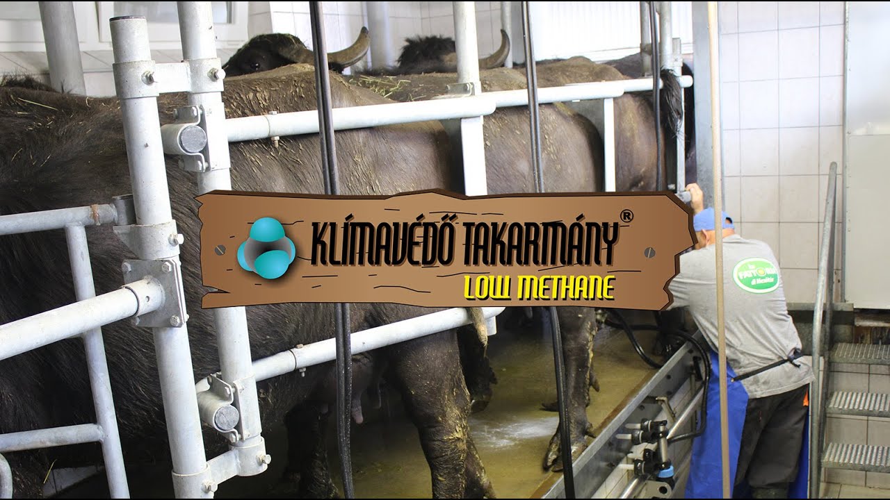 Mediterrán tejelő bivaly takarmányozása ITALIAGRO Kft  Mezőtúr