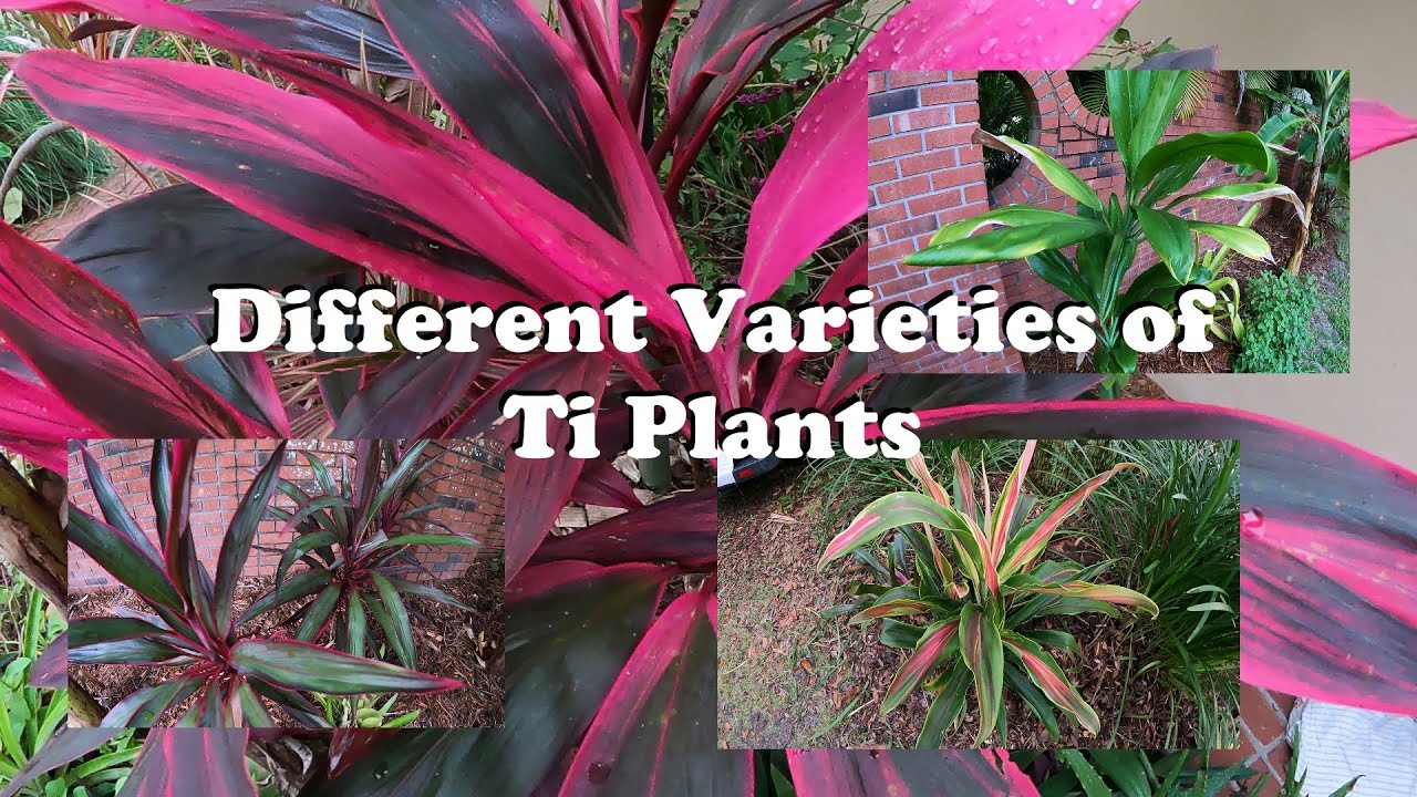 Different Varieties of Ti Plants