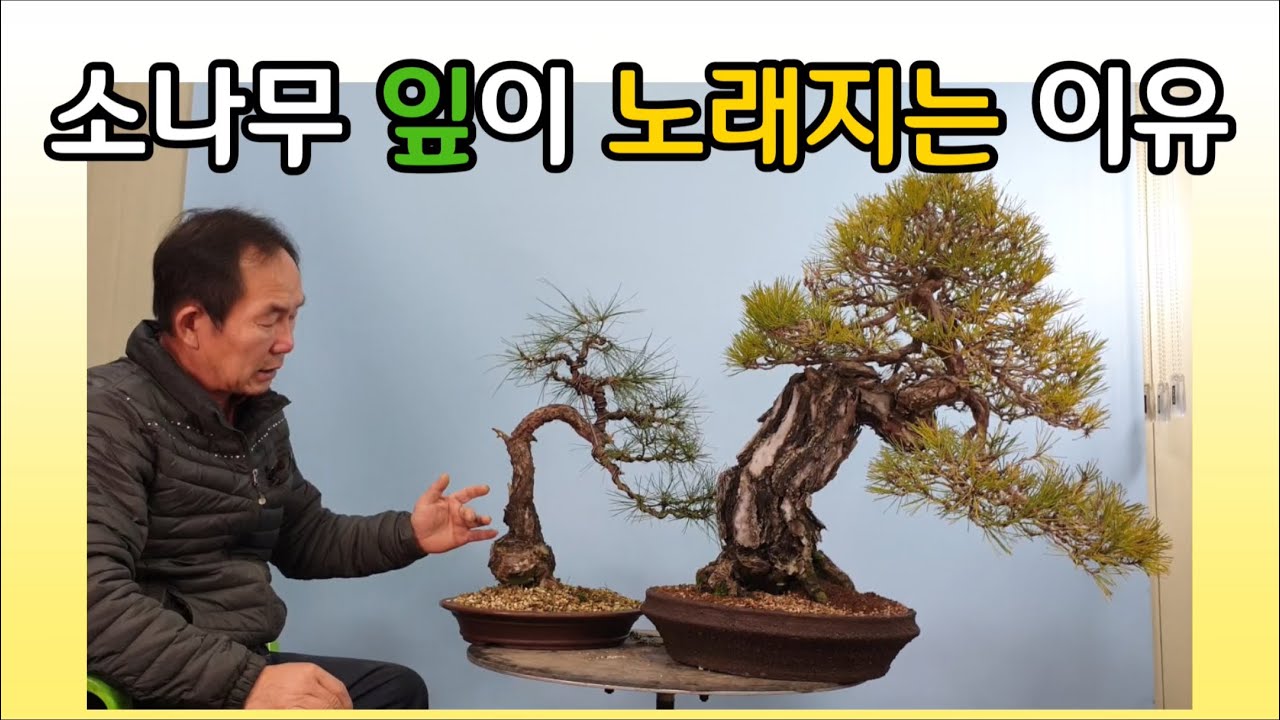 분재관리 254강 소나무잎이 노오래지는 이유