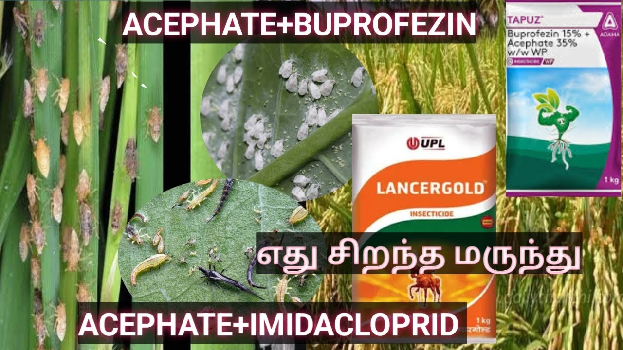 சாறு உறிஞ்சும் பூச்சிகளைக்  கட்டுப்படுத்தும் சிறந்த மருந்துகள்,Acephate,buprofezin,immidacloprid