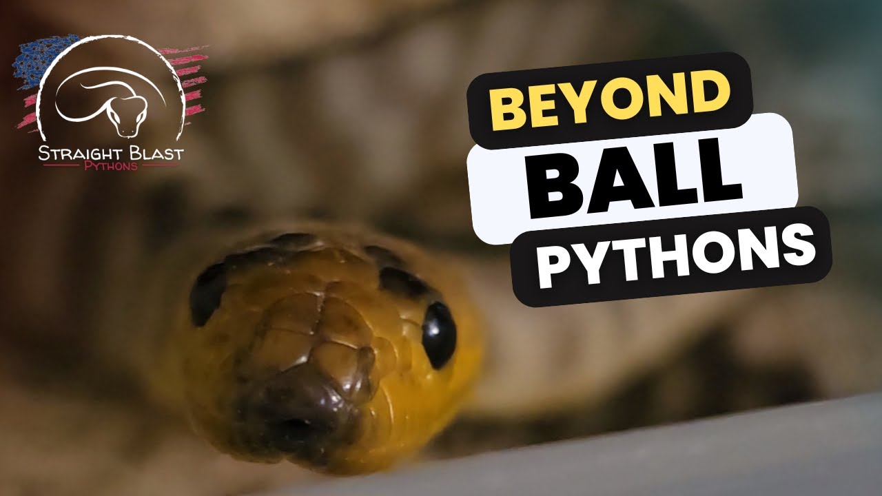 Thinking Outside The Ball! Introducing Our Woma Pythons! #Aspidites Ramsayi