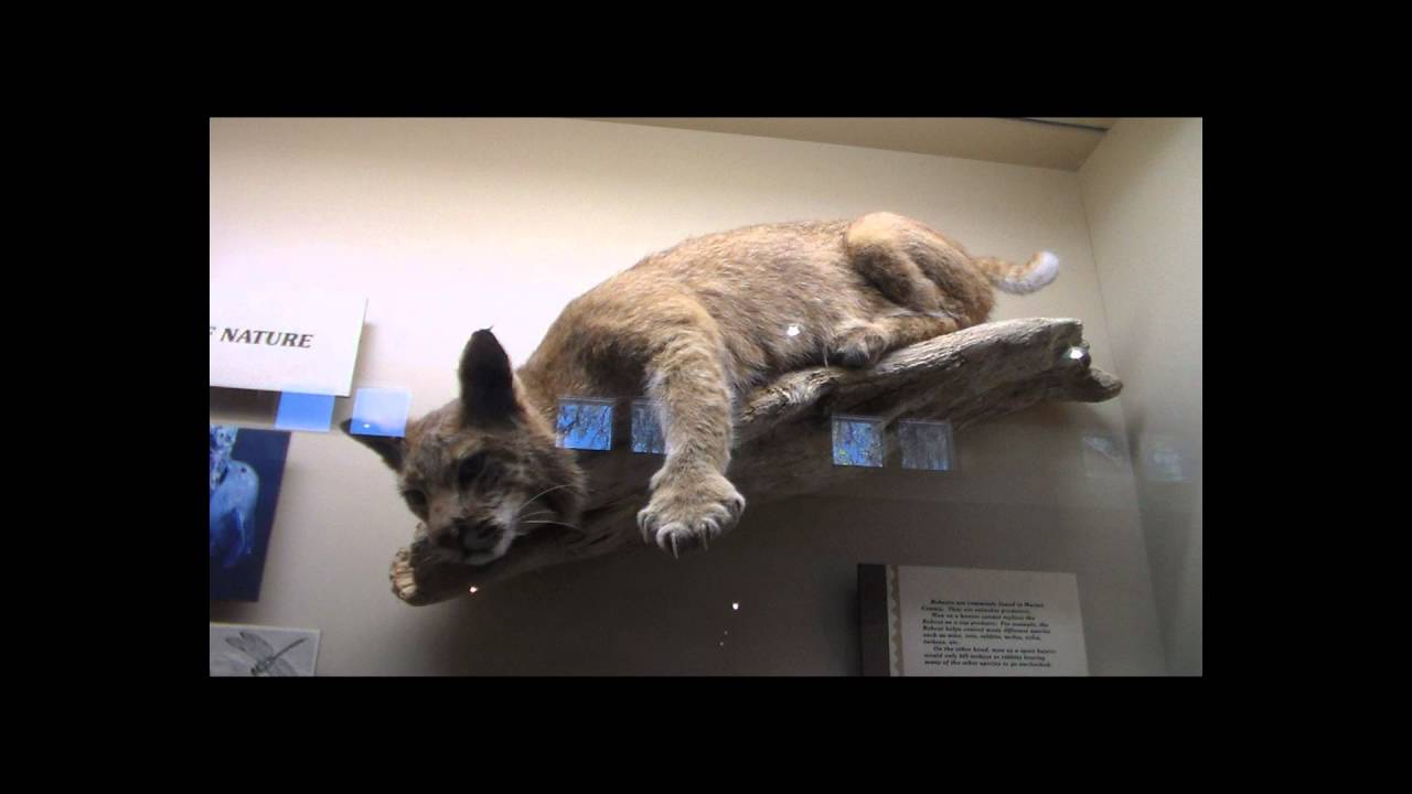 Silver River Museum Tour