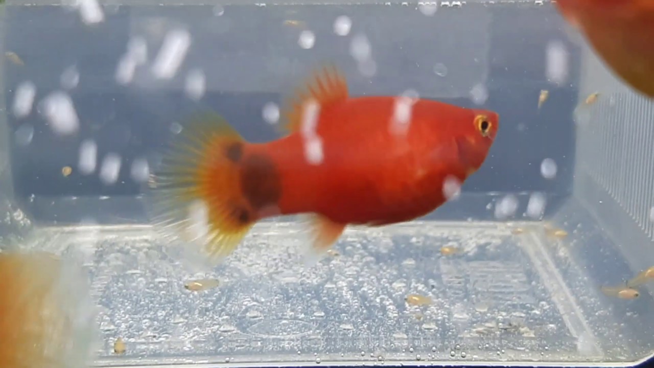 Pez Platy. Reproducción, Cuidados y Crianza