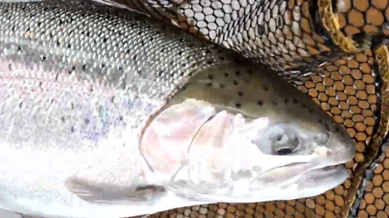 LAKE ONTARIO NY TRIBUTARY FISHING EARLY MARCH 2026 