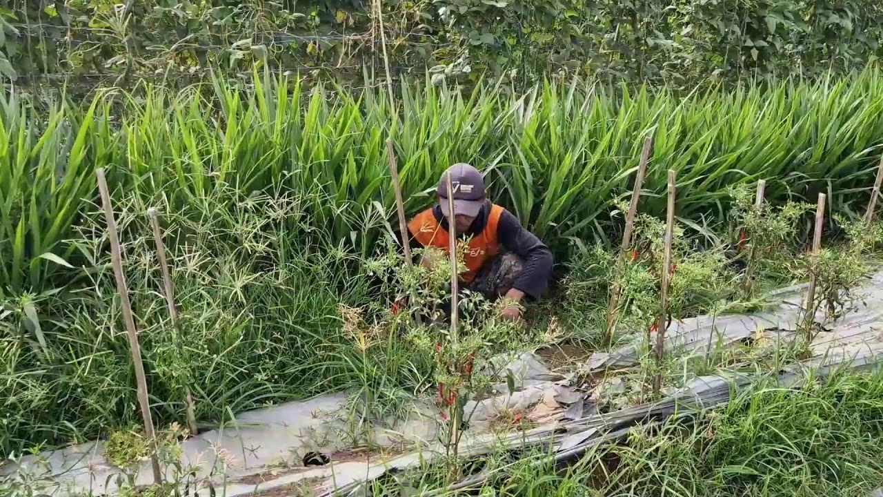 FROM TOUGH TO EASY: GENIUS FARMERS' WAY TO REMOVE CHILI PLANTS BY HAND!-agriculture farming