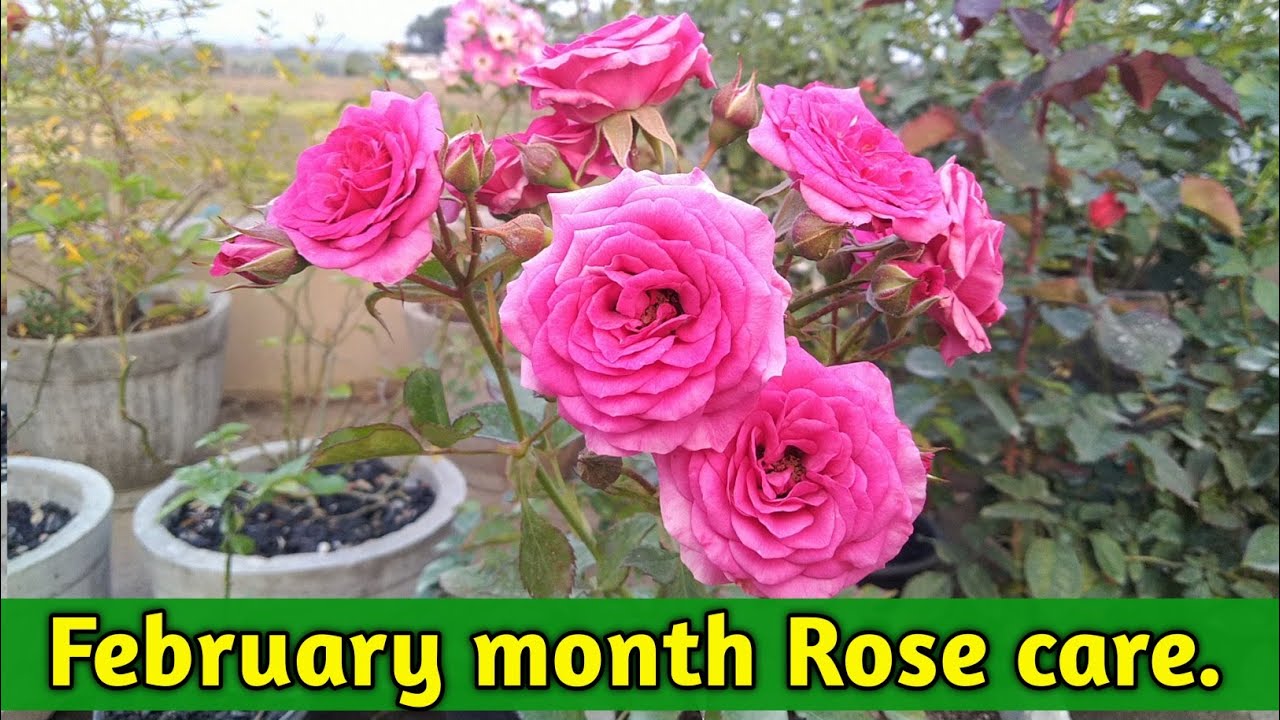 February month Rose care || How to care of Roses in winter season || Care of roses in February month