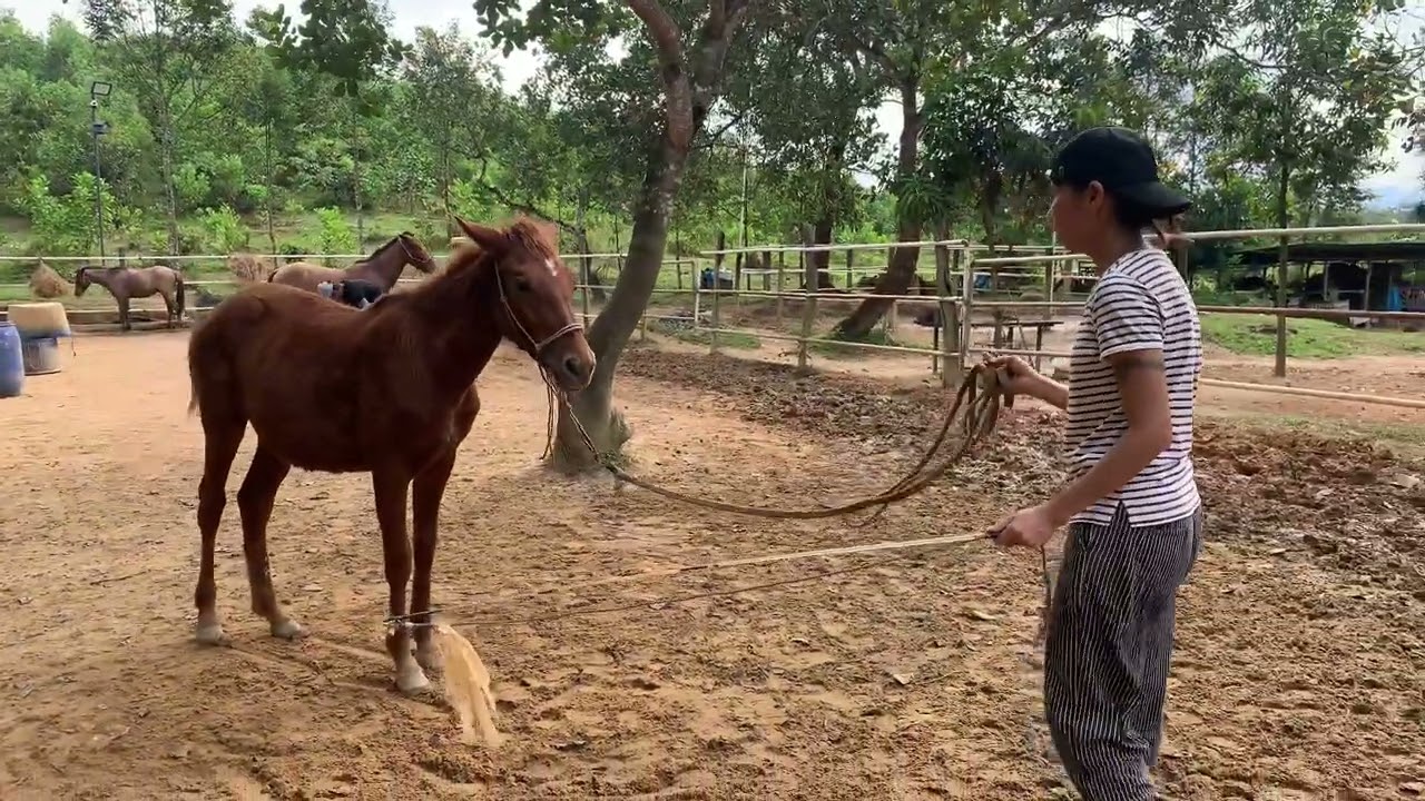 Kết Nối Không Phải Là Về Sự Kiểm Soát Ngựa