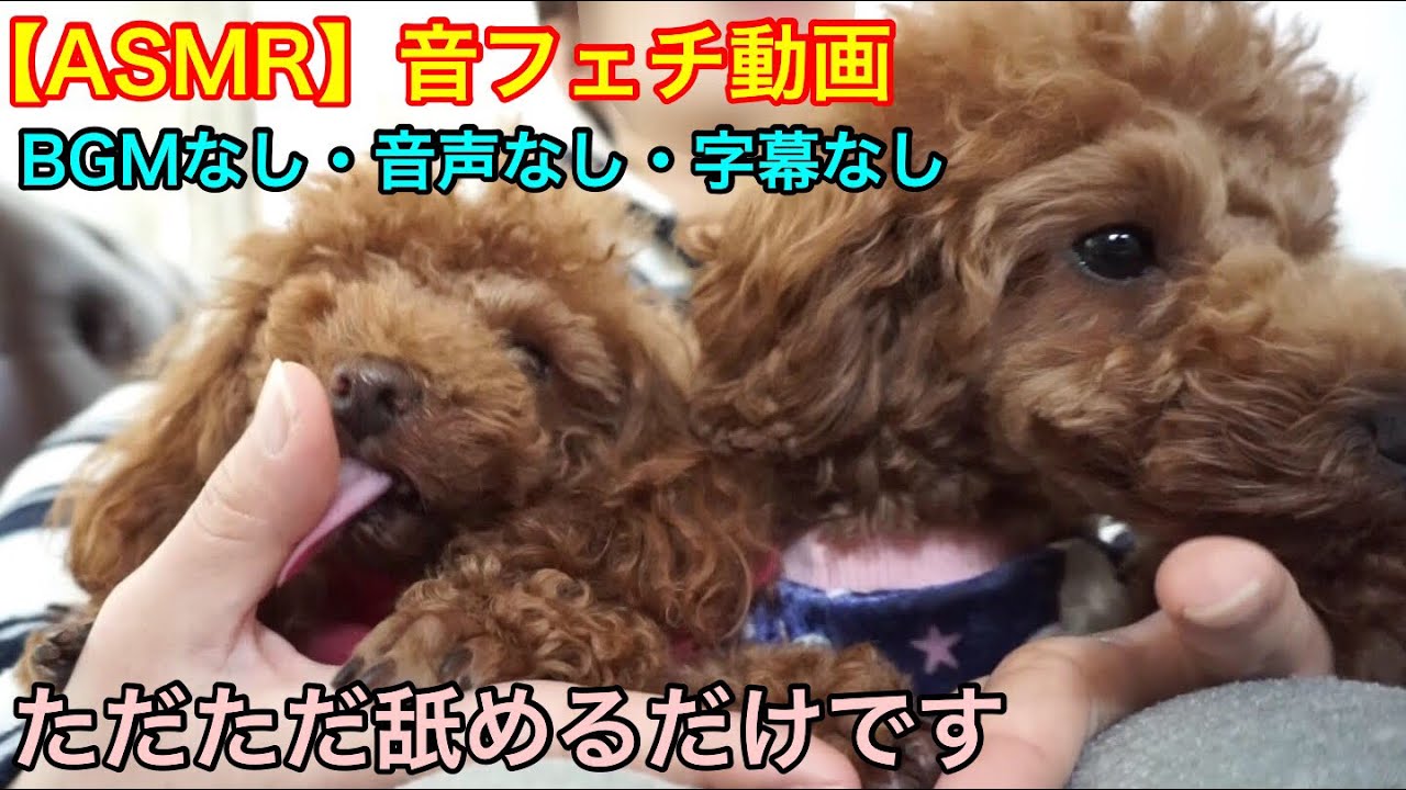 【 ASMR 】（途中広告なし）ひたすら手を舐める犬 トイプードルのロージー・シェリ・ジェム 眠くなる