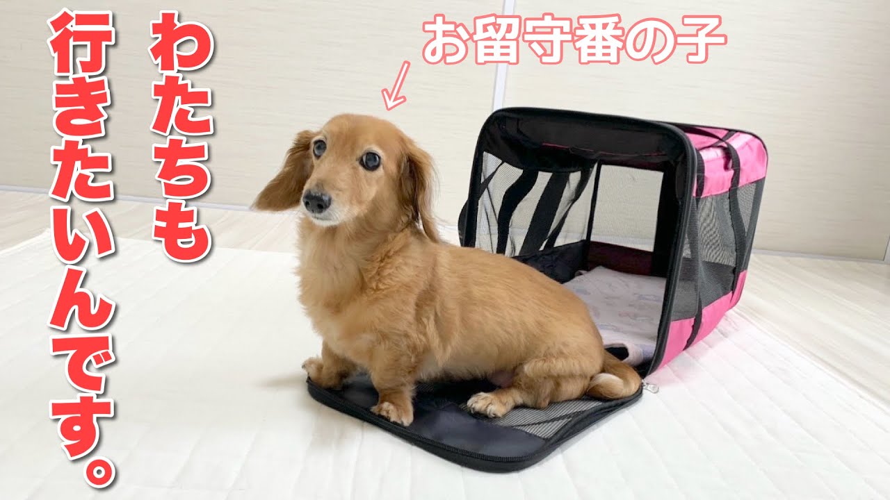 【ダックスフンド】お留守番はイヤイヤ！私も一緒に連れてってぇ～！！（笑）