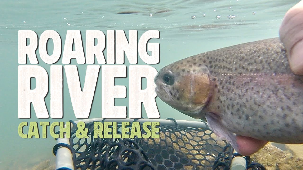 Roaring River | Catch and Release | Missouri Fly Fishing for Rainbow Trout