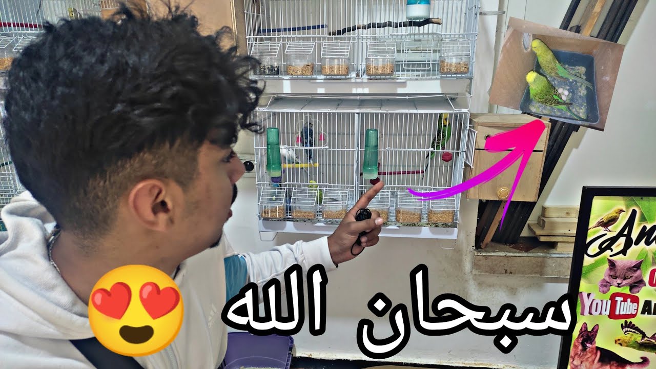 تجريبة جديدا : إشتريت أكبر نوع من طيور البادجي  وزغليلهوم الصغار 🦜 + صار شي ماكنت متوقعه 🥲💔