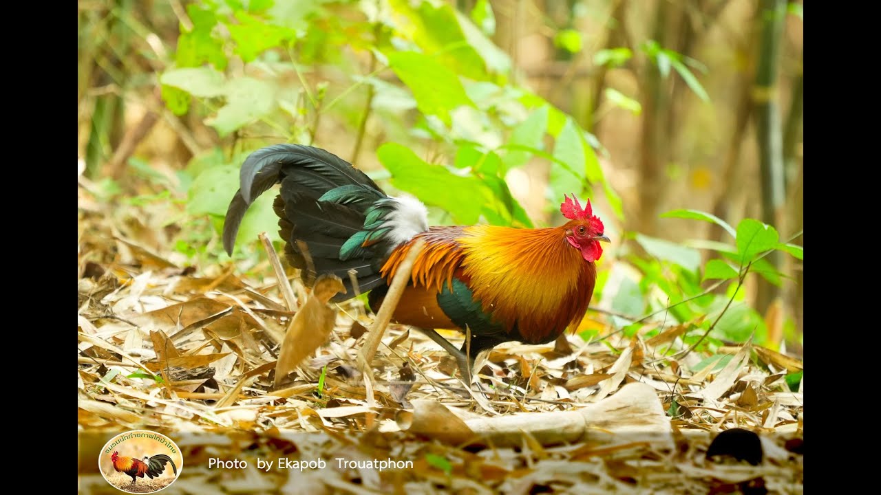 ไก่ป่าไทย,red jungle fowl,Gallus gallus spadiceus,Gallus gallus ,The Fowl,ไก่ป่า,ไก่เถื่อน