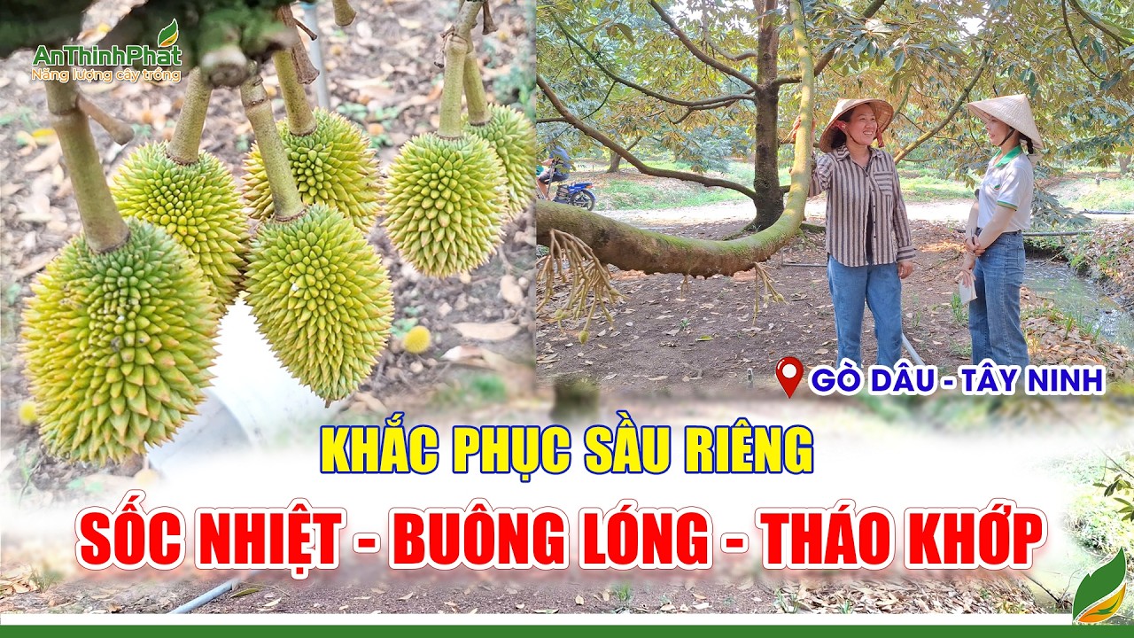 Khắc Phục Sầu Riêng Sốc Nhiệt - Buông Lóng - Tháo Khớp | An Thịnh Phát