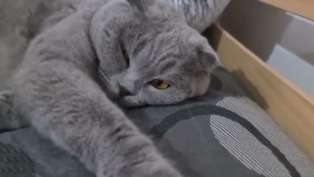 #cat #красиваякошка #chat #веселыекоты #кот