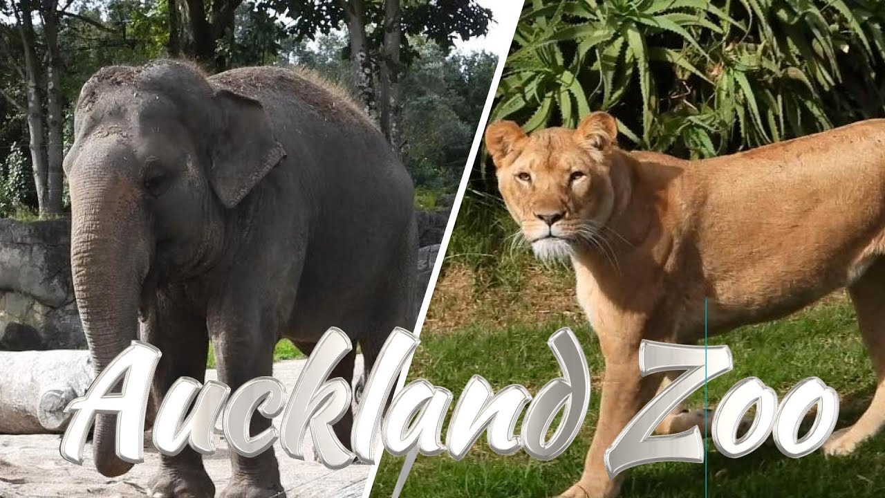Awesome Time  at the  AUCKLAND ZOO