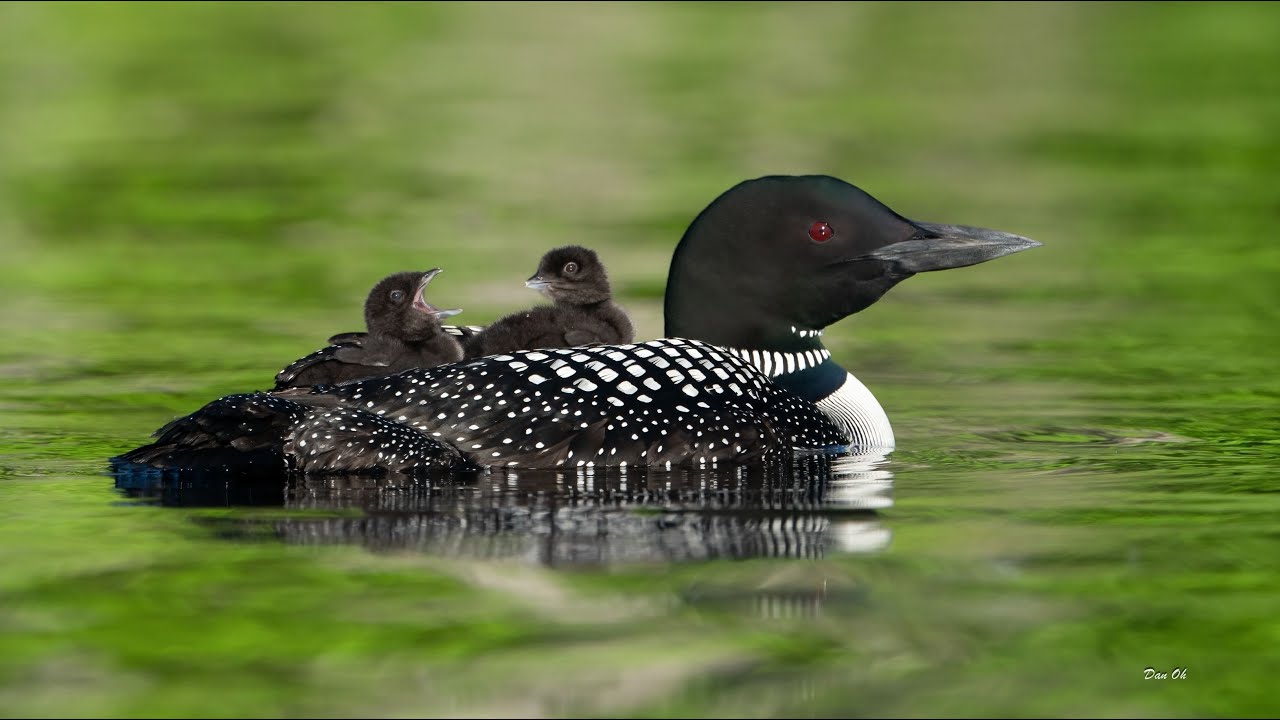 How to Photo Common Loon