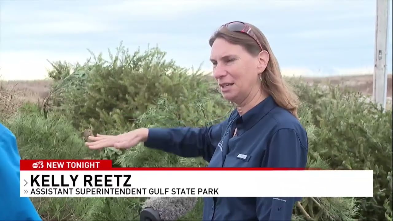 Using Dead Christmas Trees to Restore Alabama's Beach Environment
