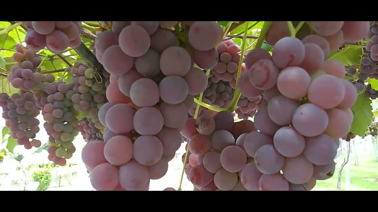 VINICULA VILA DON PATTO! 🍇 #uva #passeio #videira #viladonpatto #colheita #quemplantacolhe 
