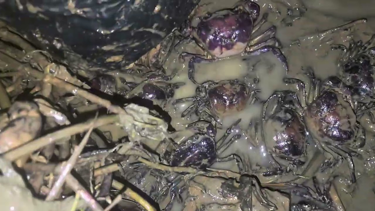 មើលក្ដាមពេលយប់ទៀតហើយ