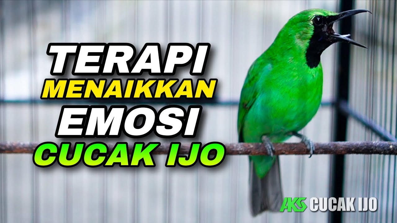 CUCAK IJO GACOR TERAPI AMPUH MENAIKKAN EMOSI IJO BAHAN AGAR CEPAT NEMBAK JAMBUL NGENTROK