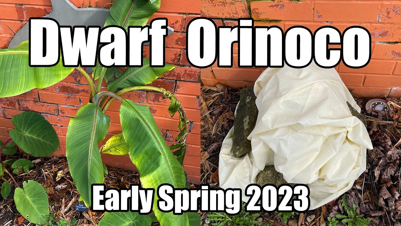 Dwarf Orinoco Banana - Has It Survived Winter? - Early Spring 2023