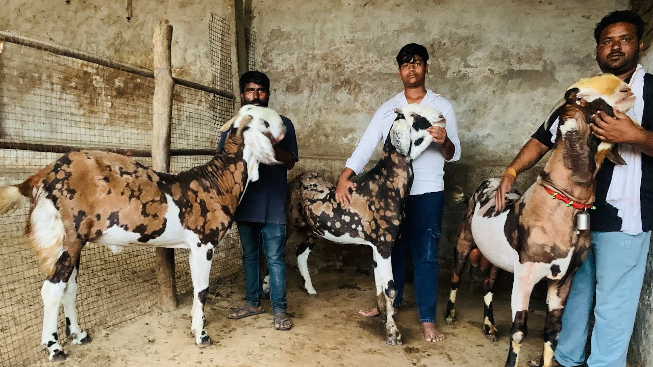 Biggeat and Heavy weight Gujri Goats at Sanjay Bhai Goat Farm #bakreed #bakra #goat 