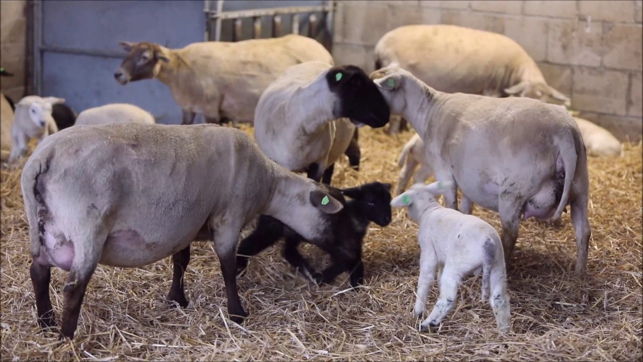 Schapenhouder Rob Adriaans druk met lammeren